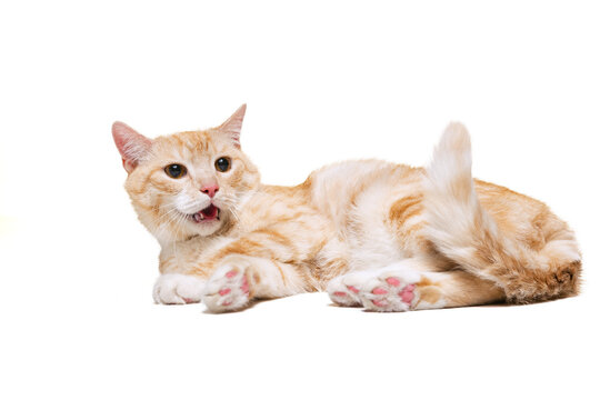 Beautiful fluffy cute red and white cat, pet lying on floor isolated on white studio background. Animal life concept