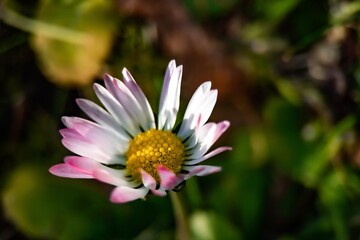 Fototapeta premium pink and white flower