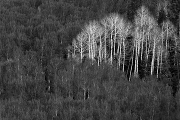 View of aspen trees, Uncompahgre National Forest, Colorado
