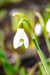 snowdrops in the snow