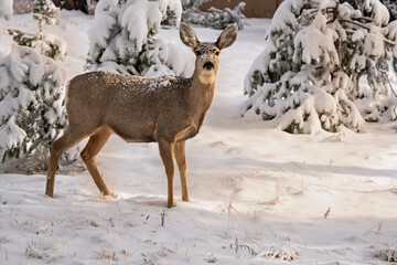 USA, Colorado, Woodland Park. Mule deer doe in fresh snow.