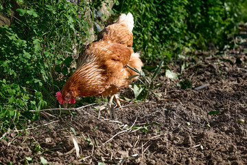 Free-grazing domestic hen on a traditional free range poultry organic farm. Adult chicken walking on the soil.