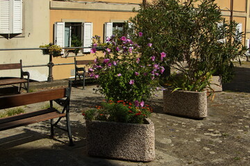 Fototapeta na wymiar Flower pots in old town of Trieste, Italy, Europe 