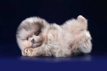 Cute little Pomeranian puppy on a blue background. Fluffy puppy
