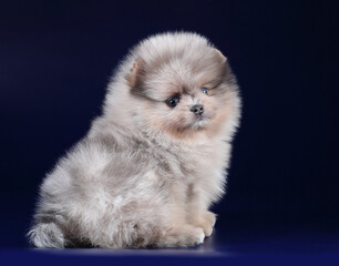 Little fluffy pomeranian puppy on a blue background