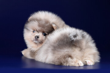 Little fluffy pomeranian puppy on a blue background