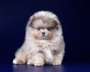 Obraz premium Little fluffy pomeranian puppy on a blue background