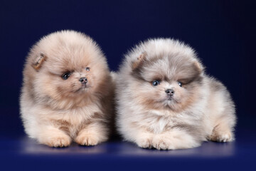 Two cute little pomeranian puppies