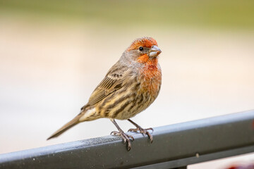 USA, Colorado, Fort Collins. Male house finch on metal railing.