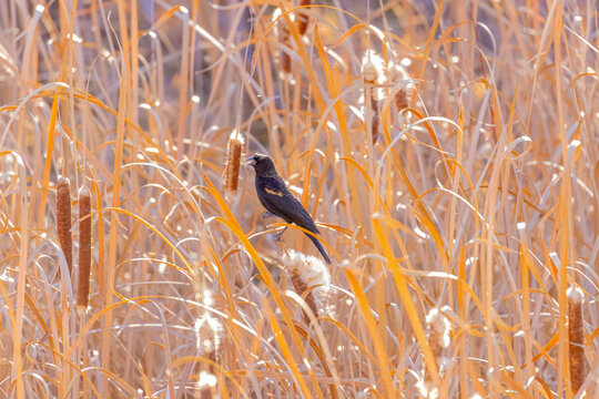 USA, Colorado, Frederick. Male red-winged blackbird calling among cattails.