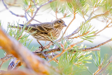 USA, Colorado, Fort Collins. Female Cassin's finch in tree.