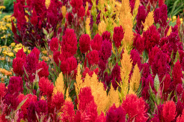 Feather Cockscomb (multi coloured - red, yellow) background. The concept of flowering summer. Image...
