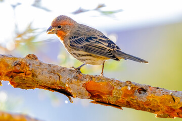 USA, Colorado, Fort Collins. Male house finch on limb.