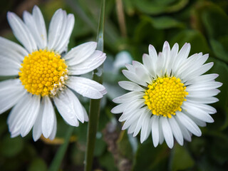 white daisy flower