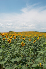 sunflower field with clouds and blue sky in spring time 