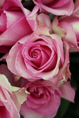 pink rose close up