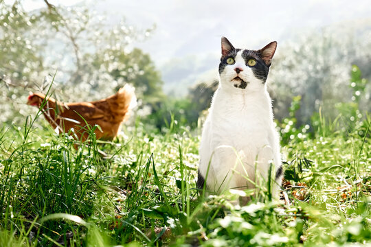 Funny black and white cat looking at the sky while adult hen walking behind of him. Blurred domestic chicken grazing on a traditional organic free range poultry farm.