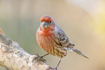 USA, Colorado, Fort Collins. Male house finch on limb.