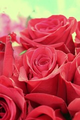 red roses bouquet