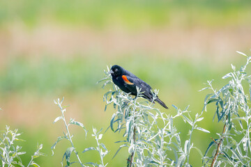 USA, Colorado, Fort Collins. Male red-winged blackbird on bush.