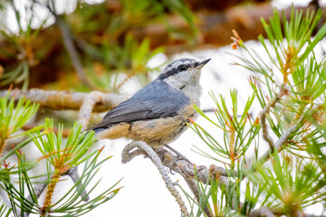 USA, Colorado, Fort Collins. Red-breasted nuthatch in pine tree.