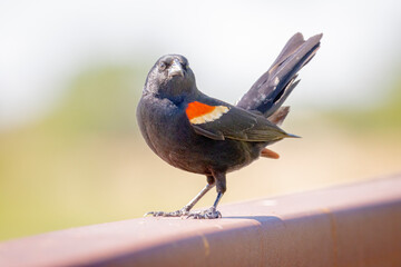 USA, Colorado, Fort Collins. Male red-winged blackbird close-up.
