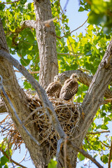 USA, Colorado, Fort Collins. Red-tailed hawk chicks on nest.