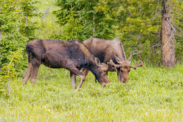 USA, Colorado, Cameron Pass. Two bachelor bull moose grazing in meadow.