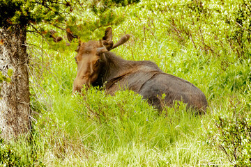 Naklejka premium USA, Colorado, Cameron Pass. Adult bull moose resting in grass.