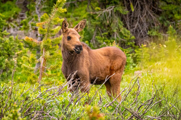 USA, Colorado, Cameron Pass. Moose calf in meadow.