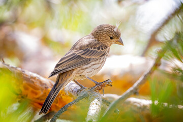 USA, Colorado, Fort Collins. Female house finch on limb.