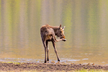 USA, Colorado, Rocky Mountain National Park. Yearling bull moose on lake shore.