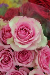 pink roses background