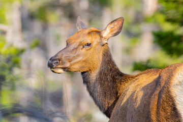 USA, Colorado, Fort Collins. Female elk close-up.
