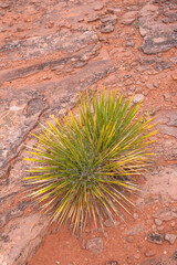 USA, Colorado. Colorado National Monument, agave growing on sandstone at Monument Canyon Overlook