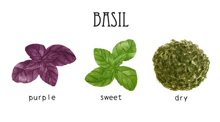 Watercolor fresh green and purple basil leaves. Dry basil. Kitchen spices and herbs set.
