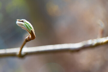 spring tree branch
