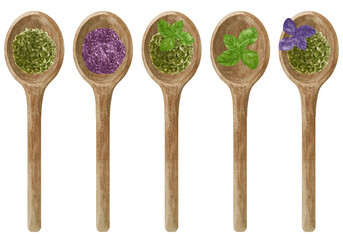 Watercolor set of fresh and dry green and purple basil in wooden spoon. Kitchen spices and herbs set.