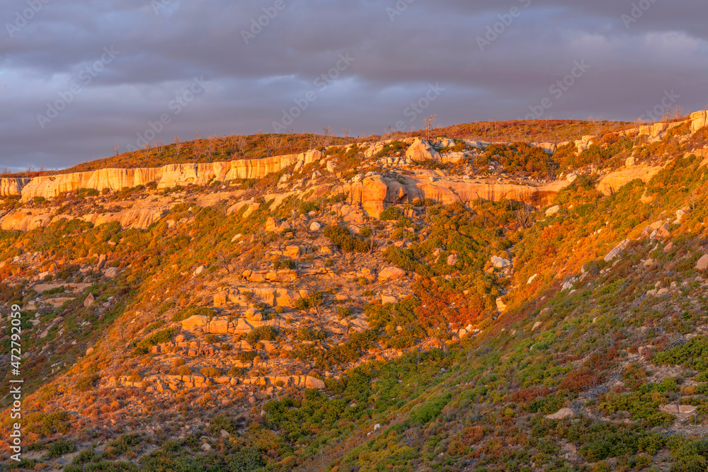 Canvas Prints USA, Colorado. Mesa Verde National Park, sunset light on autumn colored Gambel oak trees on slopes with sandstone rock, near Prater Ridge.