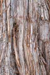 Obraz premium USA, Colorado. Mesa Verde National Park, shaggy bark of Utah juniper (Juniperus osteosperma) at Far View Sites complex.