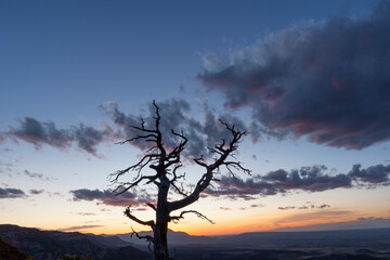 USA, Colorado. Mesa Verde National Park, sunset sky silhouettes a dead snag, view northwest from Montezuma Valley Overlook.