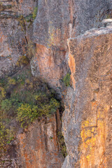 USA, Colorado. Black Canyon of the Gunnison National Park, eroded metamorphic cliff face with lichens and scattered shrubs at Gunnison Point.