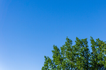 part of the crown of a tree with green foliage against the background of a clear blue sky