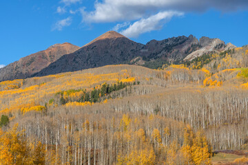 USA, Colorado. Gunnison National Forest, Autumn colored forest of quaking aspen beneath peaks of the Ruby Range (left) and The Dyke (right).