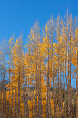 USA, Colorado. Gunnison National Forest, early morning light on autumn colored grove of quaking...