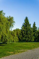 deciduous and coniferous trees in the park with clear blue sky