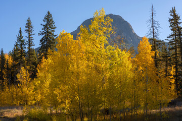 USA, Colorado. San Juan National Forest, Autumn colored aspen (Populus tremuloides) and spruce beneath Potato Hill in early morning, San Juan Range.