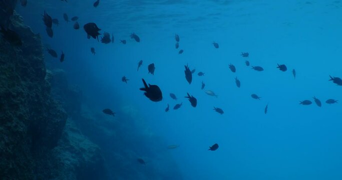 underwater scenery blue water damsel fish school ocean scenery mediterranean