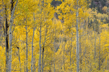 USA, Colorado. Uncompahgre National Forest, Grove of autumn colored aspen near base of Ballard Mountain.