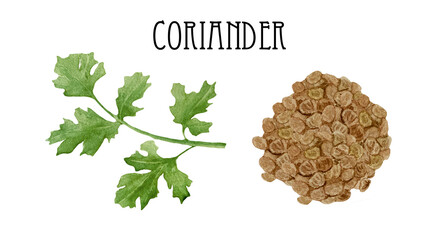 Watercolor fresh and dry coriander. Kitchen cilantro spices and herbs set.